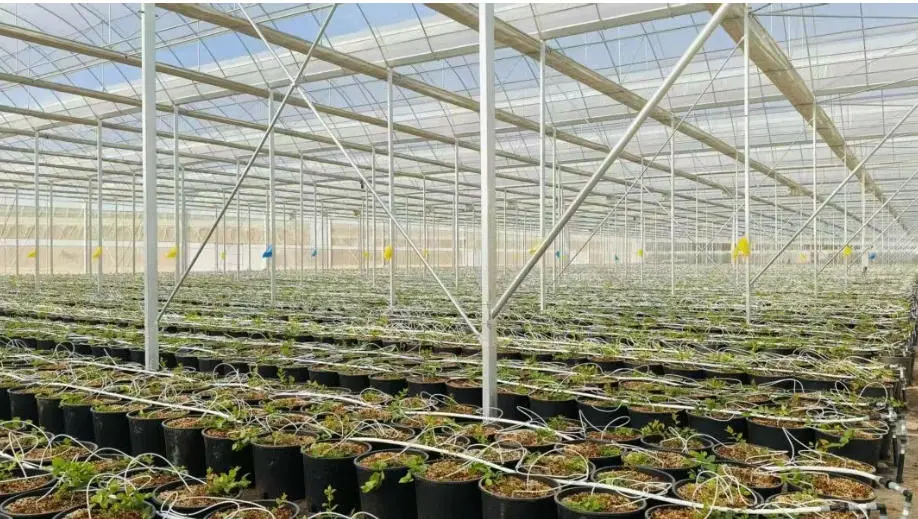 water treatment for blueberry plant